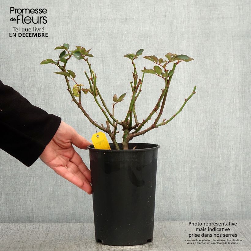 Esemplare di Rosa polyantha Heidi Klum Vaso da 4L/5L come consegnato in autunno
