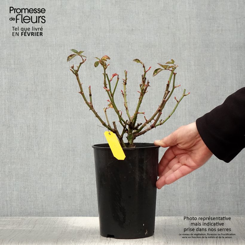 Rosa polyantha Heidi Klum Vaso da 4L/5L esemplare consegnato in inverno