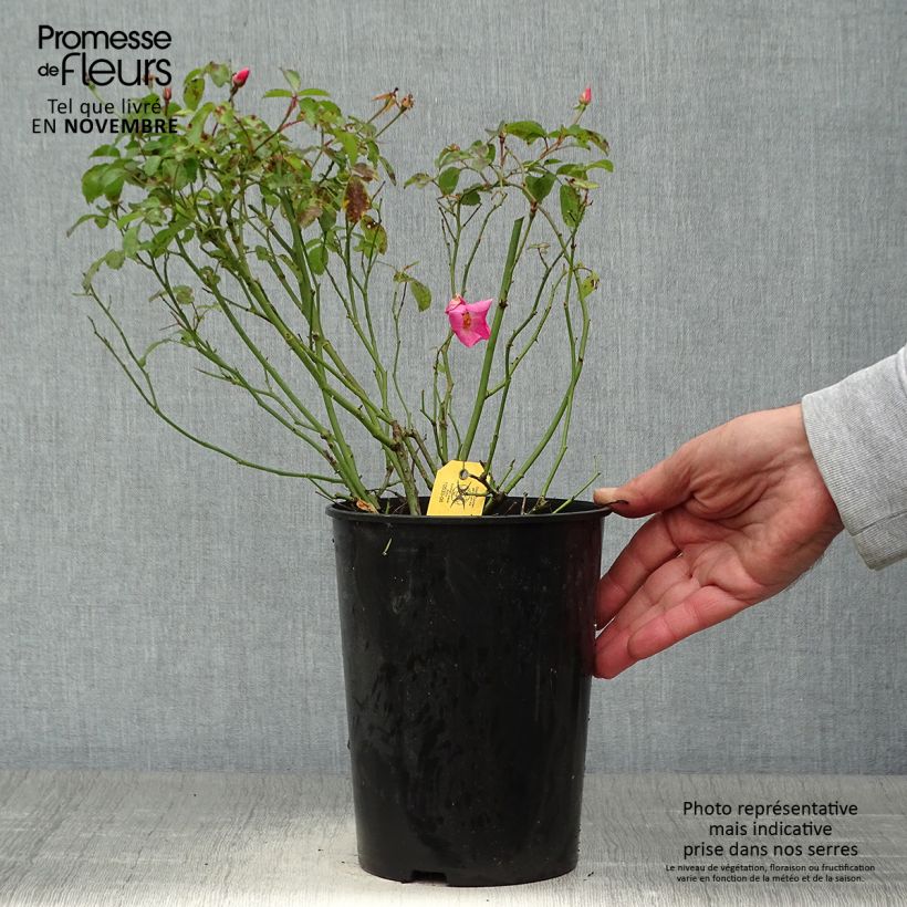Esemplare di Rosa Rigo Rosen Fortuna Vaso da 2L/3L come consegnato in autunno