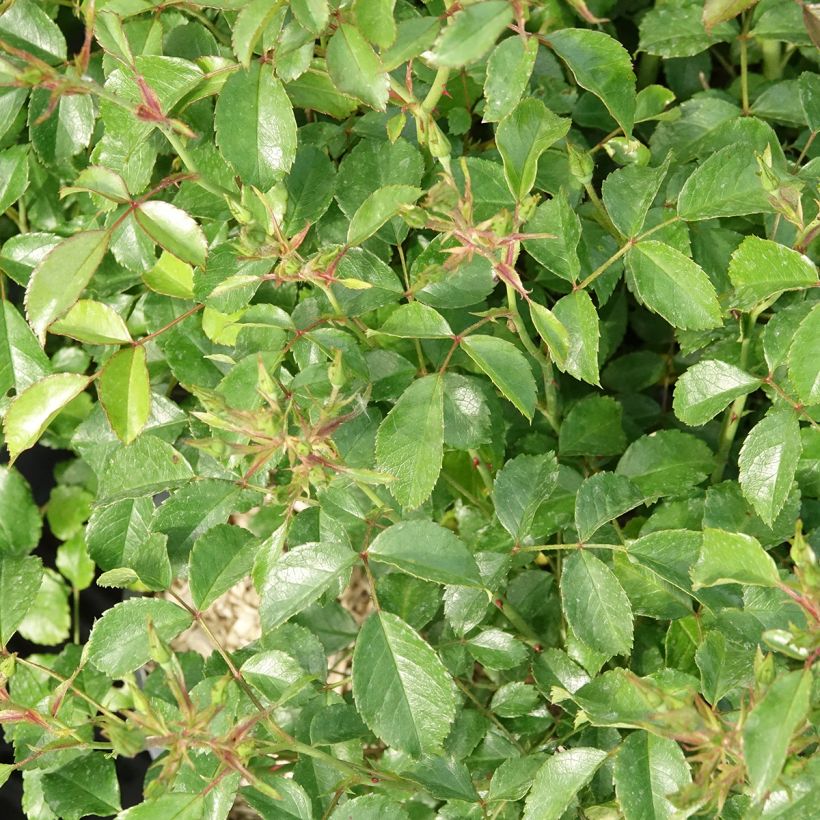 Rosa Rigo Rosen Fortuna (Fogliame)