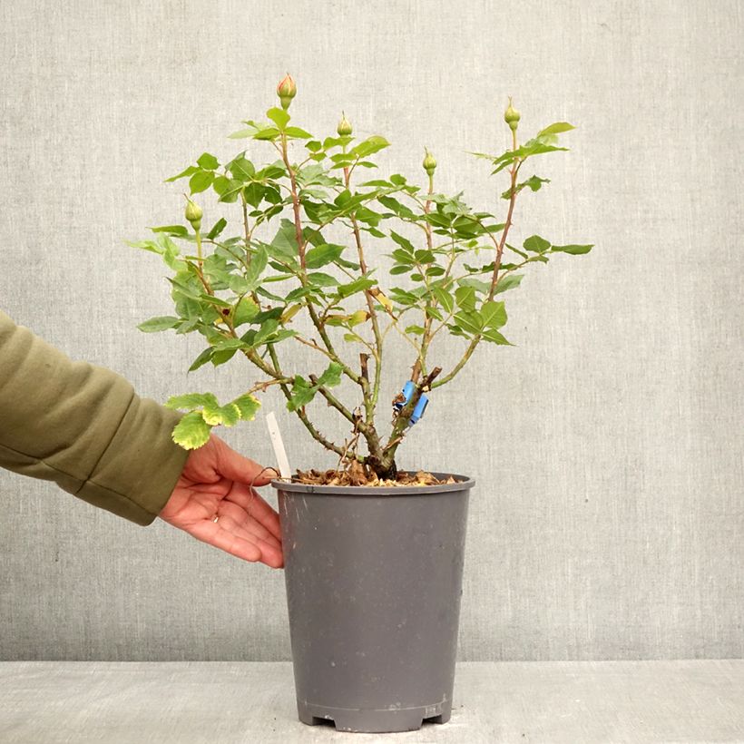 Rosa Generosa 100 idees Jardin Vaso da 4L/5L esemplare consegnato in primavera
