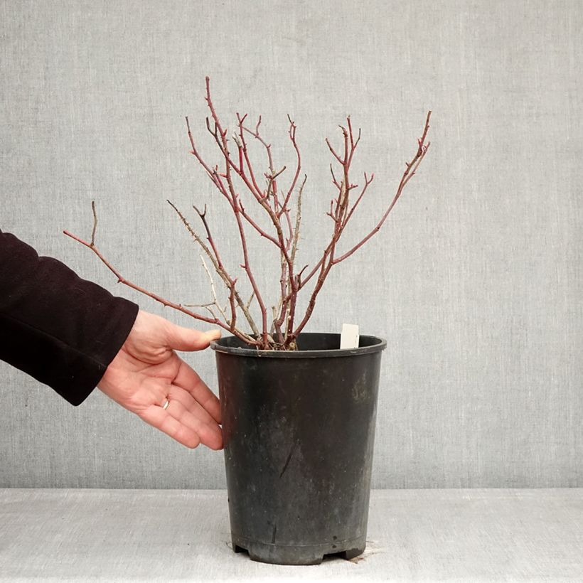 Rosa Generosa Fiona Gelin Vaso da 4L/5L esemplare consegnato in inverno