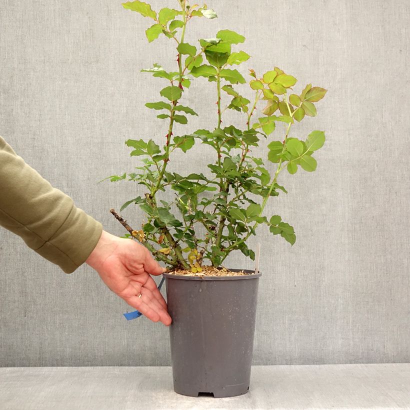 Rosa Generosa Reine Sammut Vaso da 4L/5L esemplare consegnato in primavera