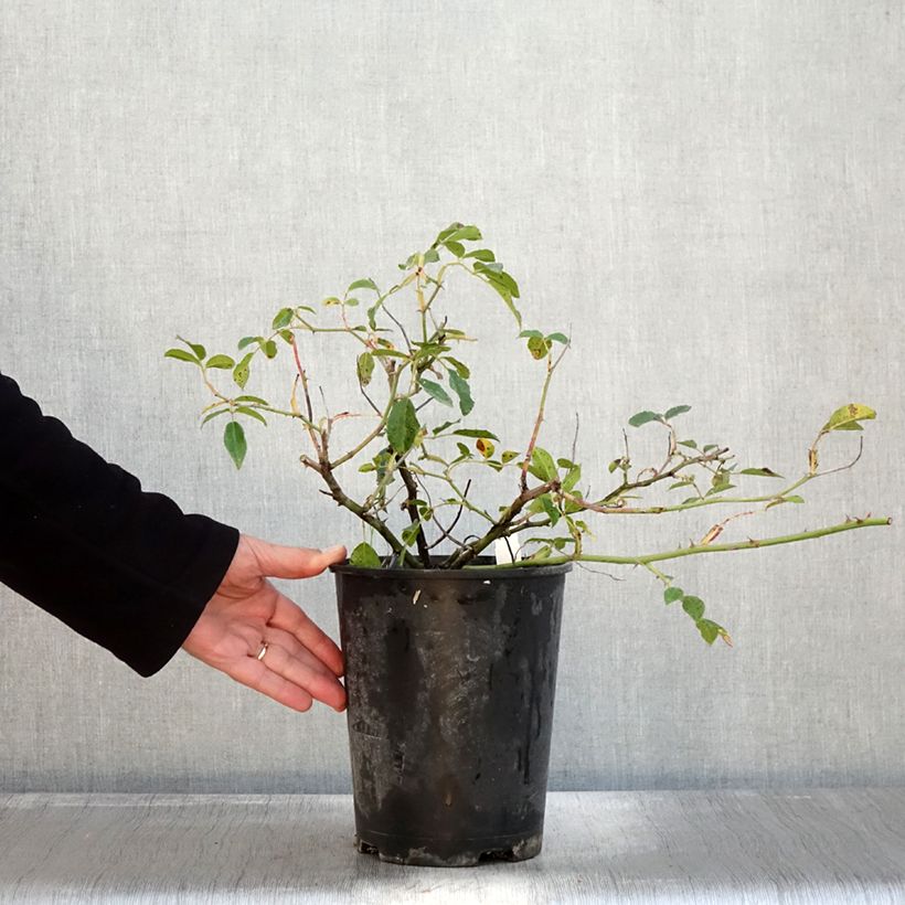 Esemplare di Rosa rampicante Aimée Vibert Vaso da 4L/5L come consegnato in autunno