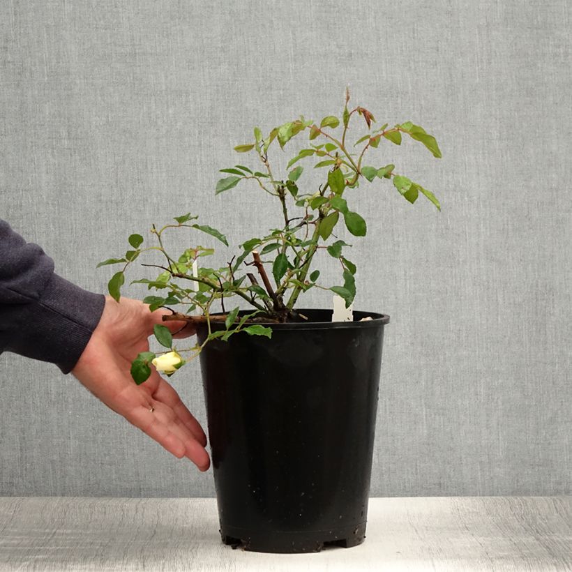 Esemplare di Rosa rampicante Aimée Vibert Vaso da 4L/5L consegnato in estate