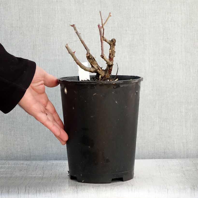 Rosa rampicante Alaska Vaso da 4L/5L esemplare consegnato in inverno