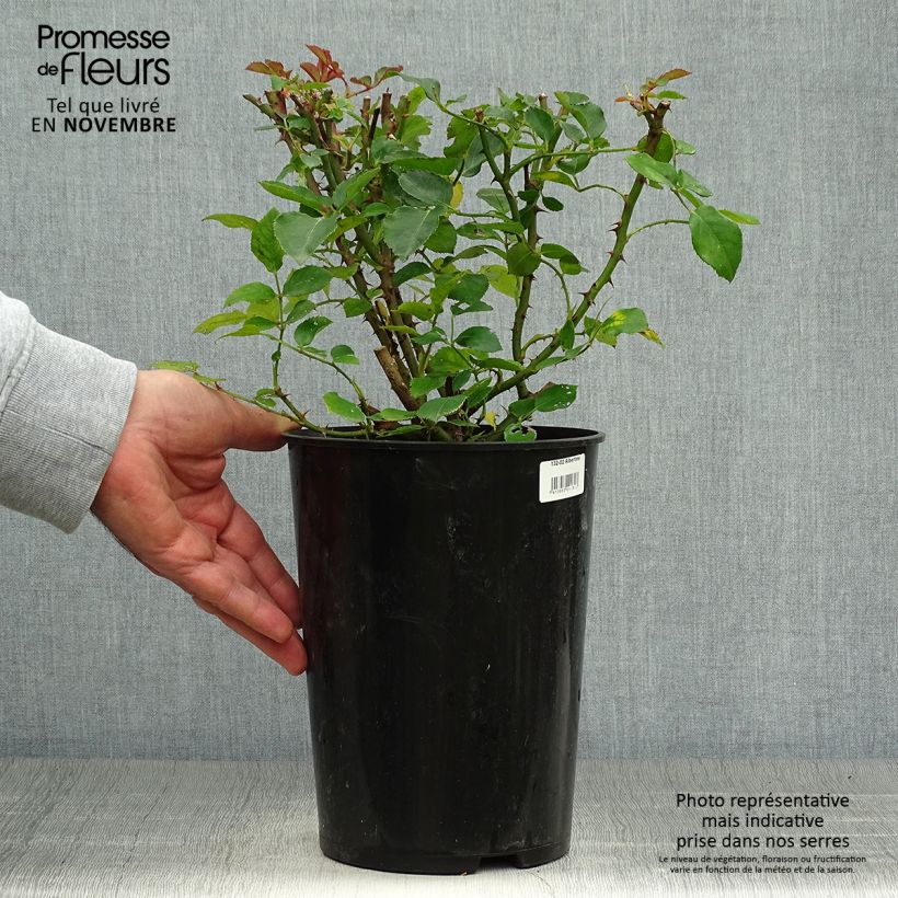 Esemplare di Rosa wichuraiana Albertine - Rosa rampicante Vaso da 4L/5L come consegnato in autunno