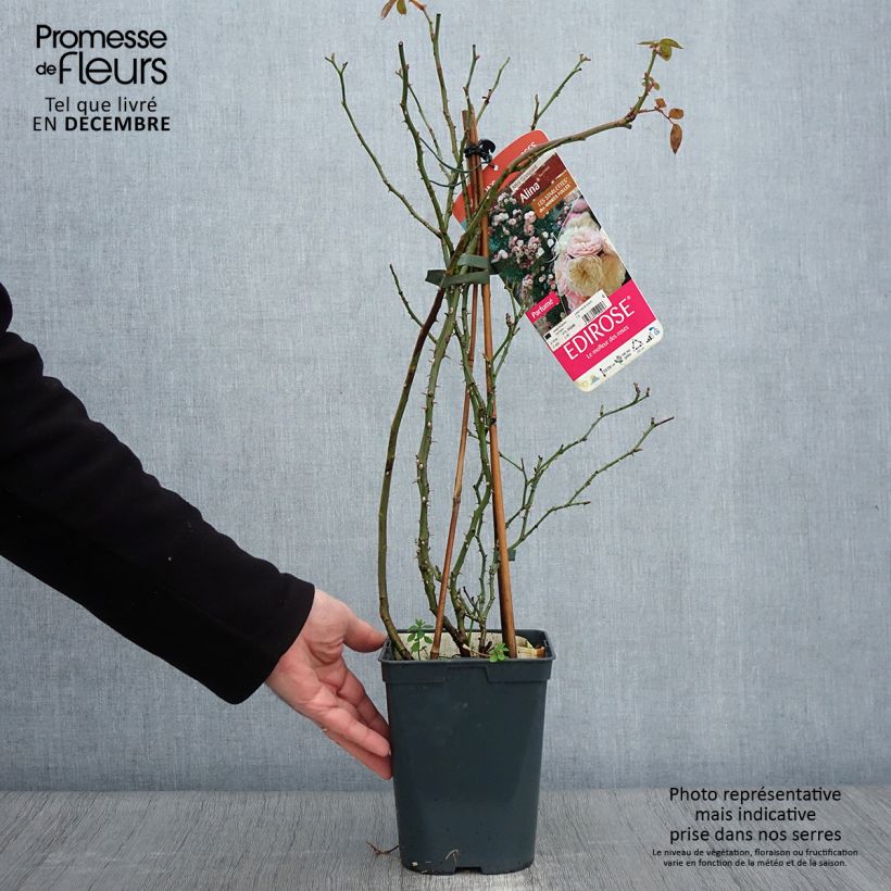 Esemplare di Rosa rampicante Starlet Rose Alina Vaso da 4L/5L come consegnato in autunno