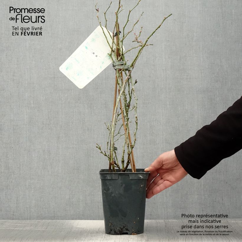 Rosa rampicante Starlet Rose Alina Vaso da 4L/5L esemplare consegnato in inverno