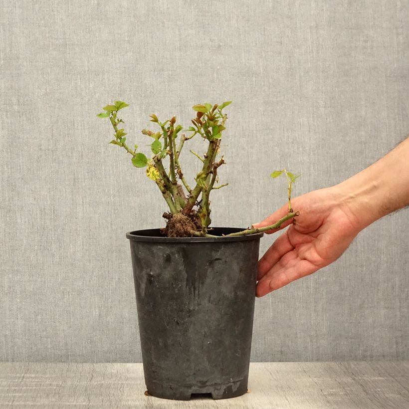 Rosa rampicante Allegro Vaso da 4L/5L esemplare consegnato in primavera