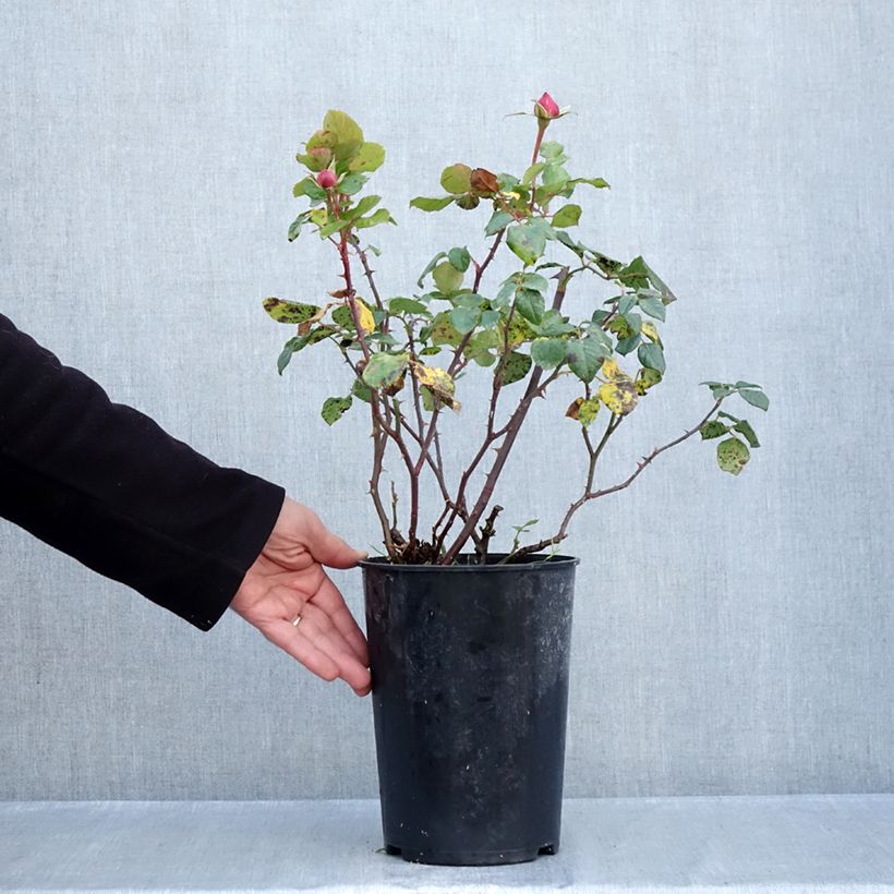 Esemplare di Rosa Aloha ancien - Rosa rampicante Vaso da 4L/5L come consegnato in autunno