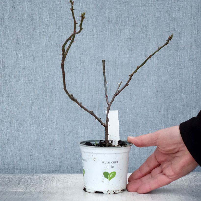 Rosa rampicante Aloha de Kordes Vaso da Ø 10 cm/11 cm esemplare consegnato in inverno