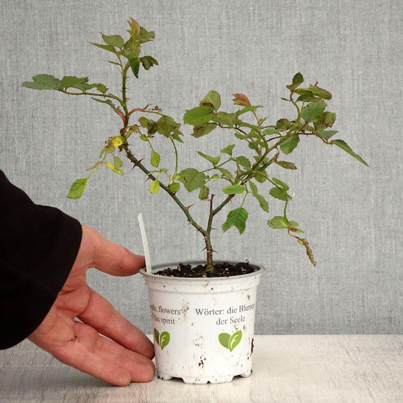 Rosa rampicante Aloha de Kordes Vaso da Ø 10 cm/11 cm esemplare consegnato in primavera