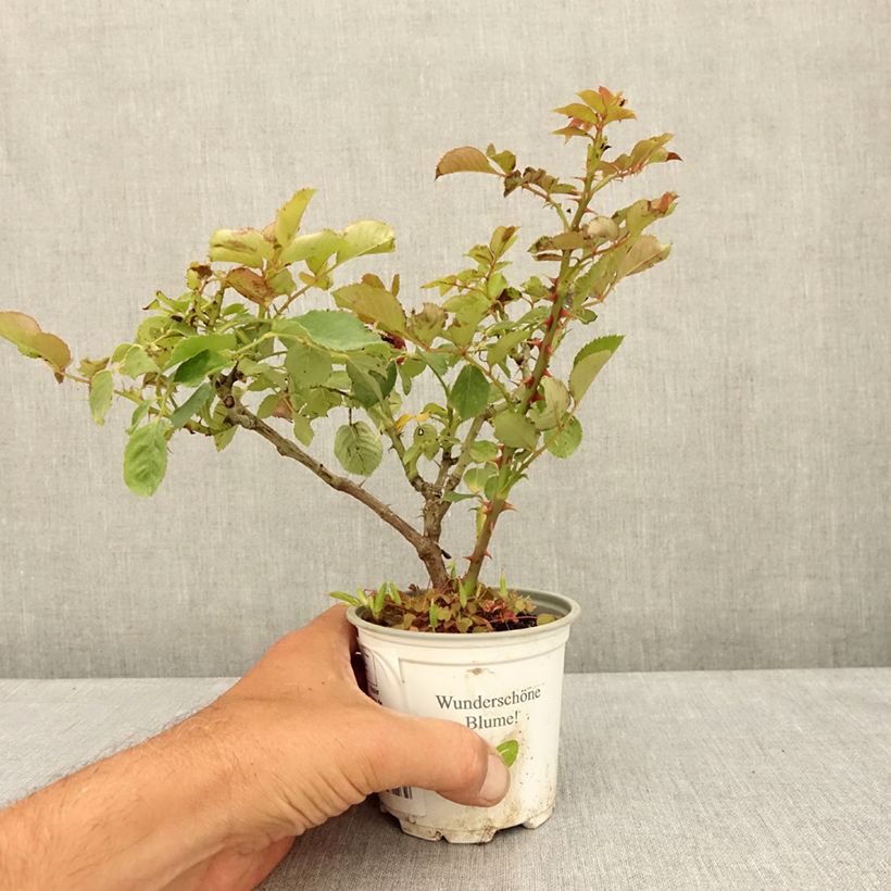 Esemplare di Rosa rampicante Aloha de Kordes Vaso da Ø 10 cm/11 cm consegnato in estate