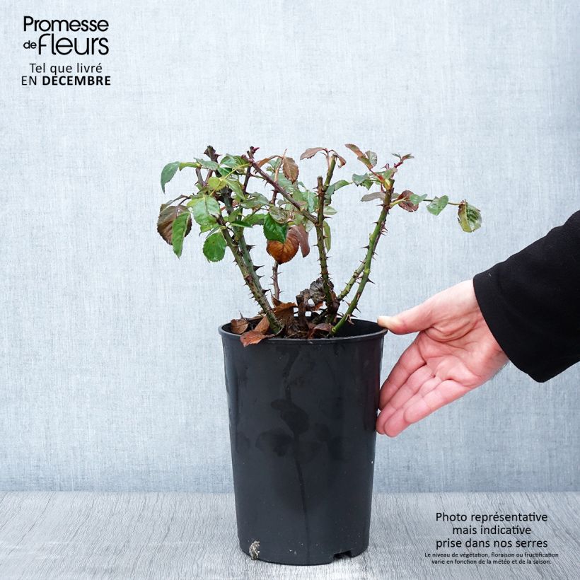 Esemplare di Rosa rampicante Aloha de Kordes Vaso da 4L/5L come consegnato in autunno