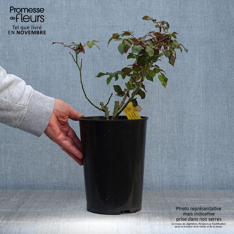 Esemplare di Rosa rampicante Amadeus Vaso da 4L/5L come consegnato in autunno