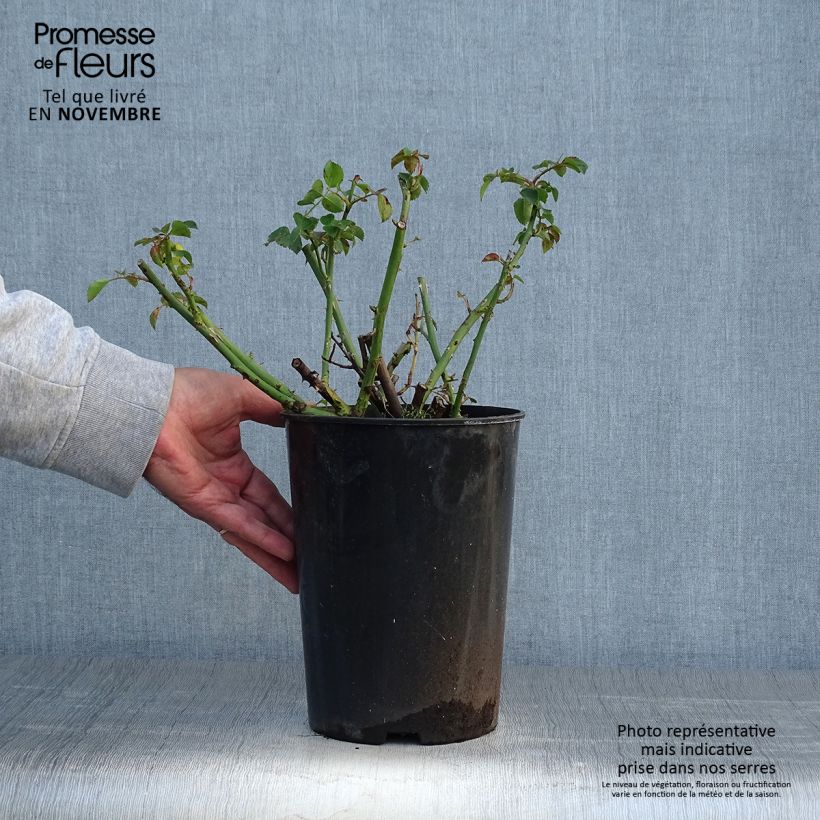 Esemplare di Rosa wichurana American Pillar - Rosa rampicante Vaso da 4L/5L come consegnato in autunno