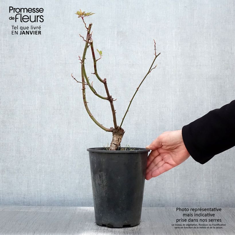 Rosa rampicante anglais Little Rambler Vaso da 4L/5L esemplare consegnato in inverno