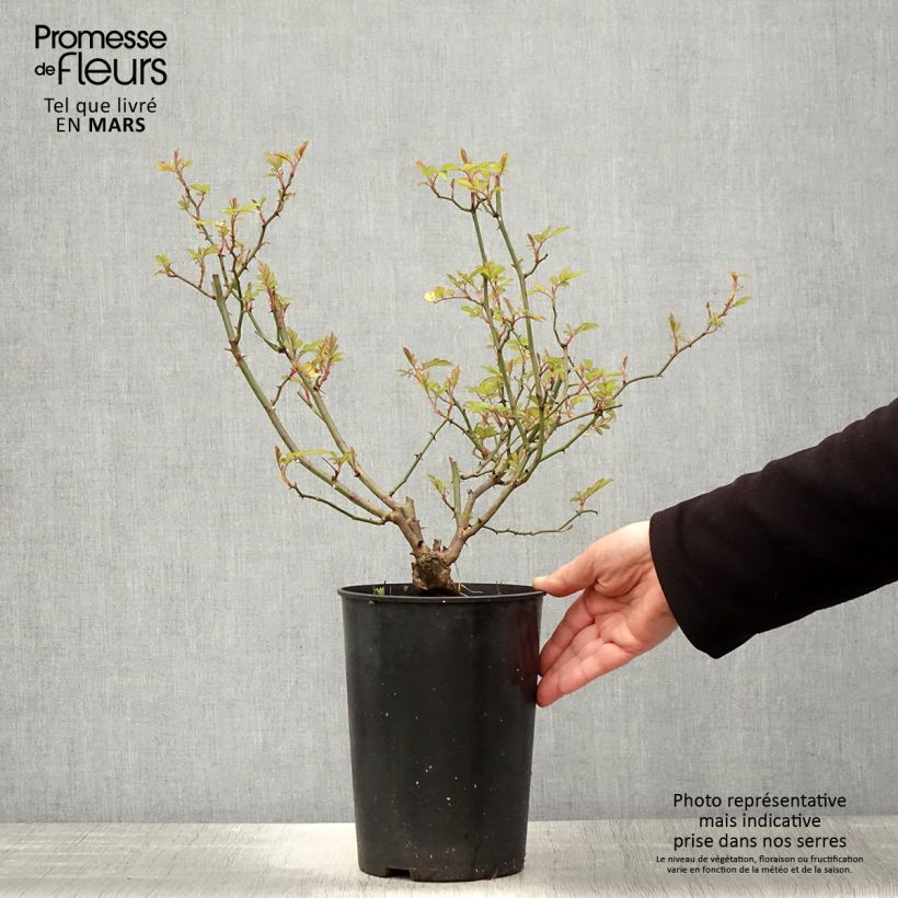 Rosa rampicante anglais Little Rambler Vaso da 4L/5L esemplare consegnato in primavera