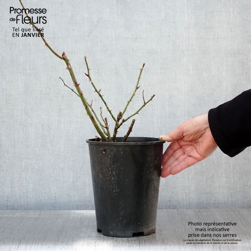 Rosa rampicante Bantry Bay Vaso da 4L/5L esemplare consegnato in inverno