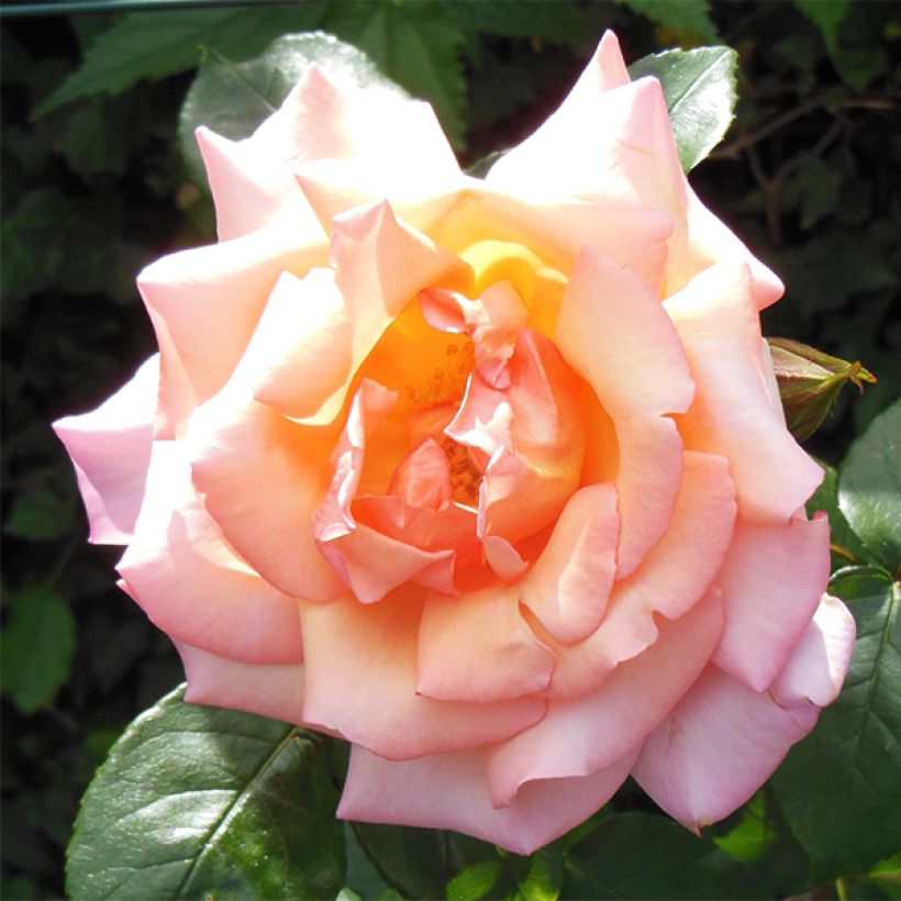 Rosa rampicante Compassion (Fioritura)