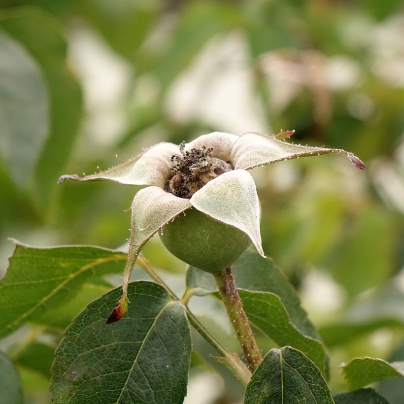 Rosa rampicante Compassion (Raccolta)