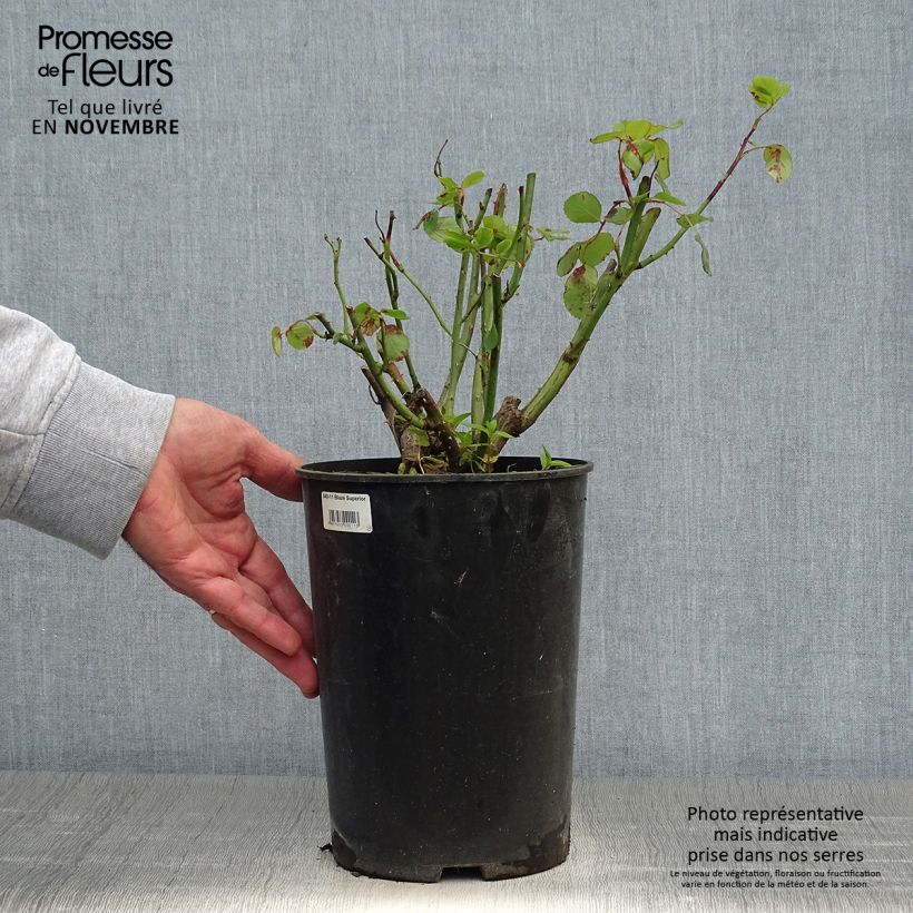 Esemplare di Rosa rampicante Blaze Superior Vaso da 4L/5L come consegnato in autunno