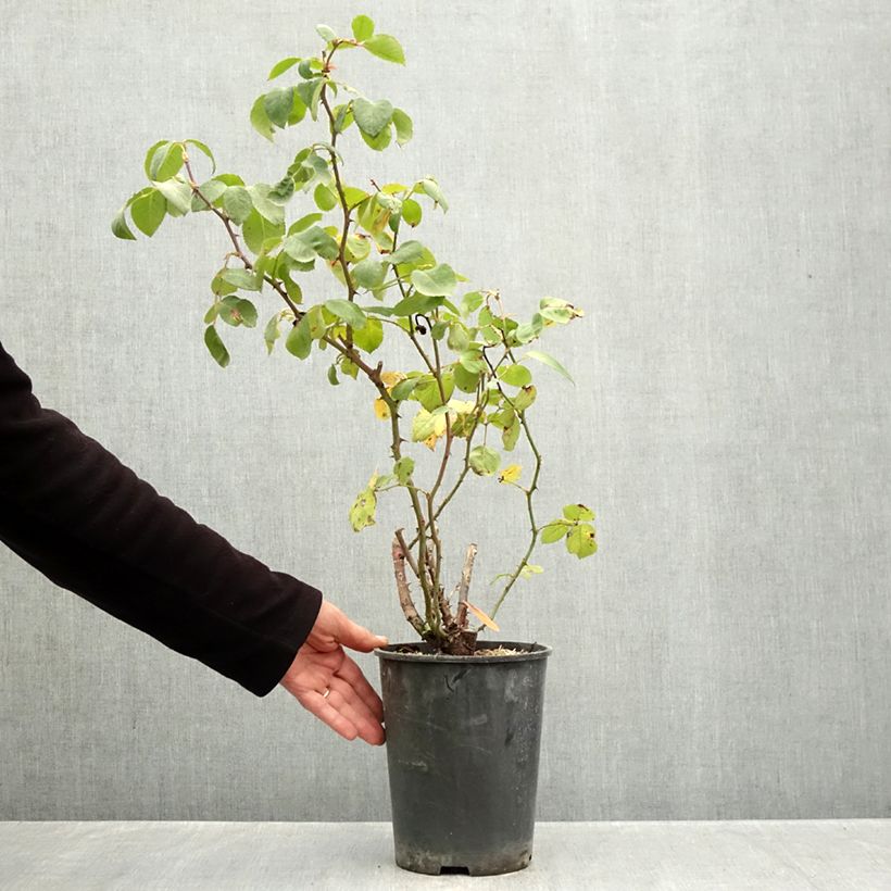 Esemplare di Rosa rampicante Cherry Explosion Vaso da 4L/5L come consegnato in autunno