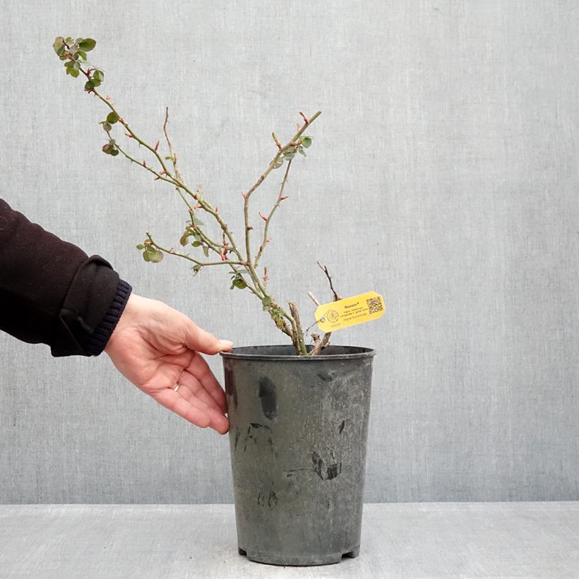 Rosa rampicante Climbing Max Bajazzo Vaso da 3L/4L esemplare consegnato in inverno