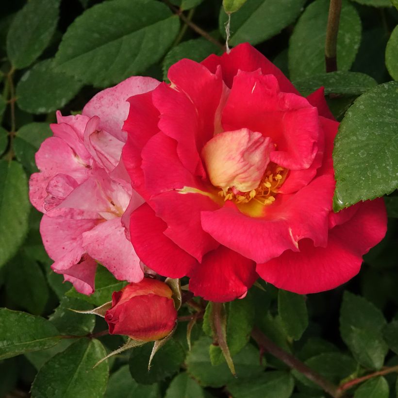 Rosa rampicante Climbing Max Bajazzo (Fioritura)