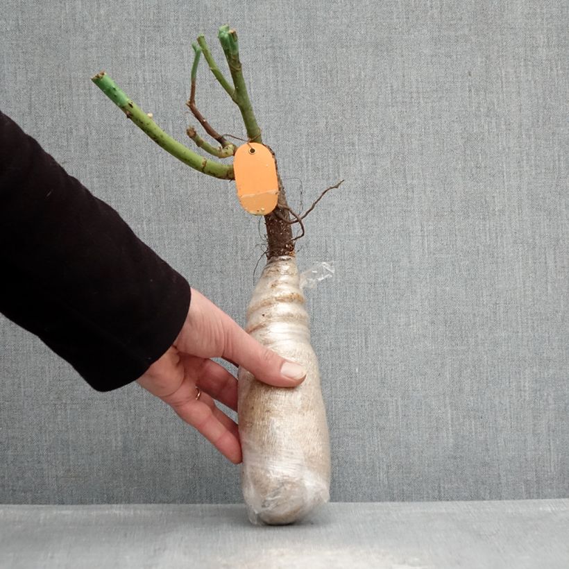 Rosa rampicante Climbing Max Kiss me Kate Zolla a radice nuda esemplare consegnato in inverno