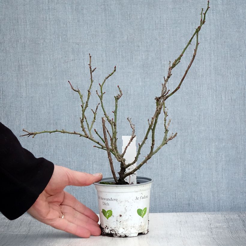 Rosa rampicante Cocktail Vaso da Ø 10 cm/11 cm esemplare consegnato in inverno