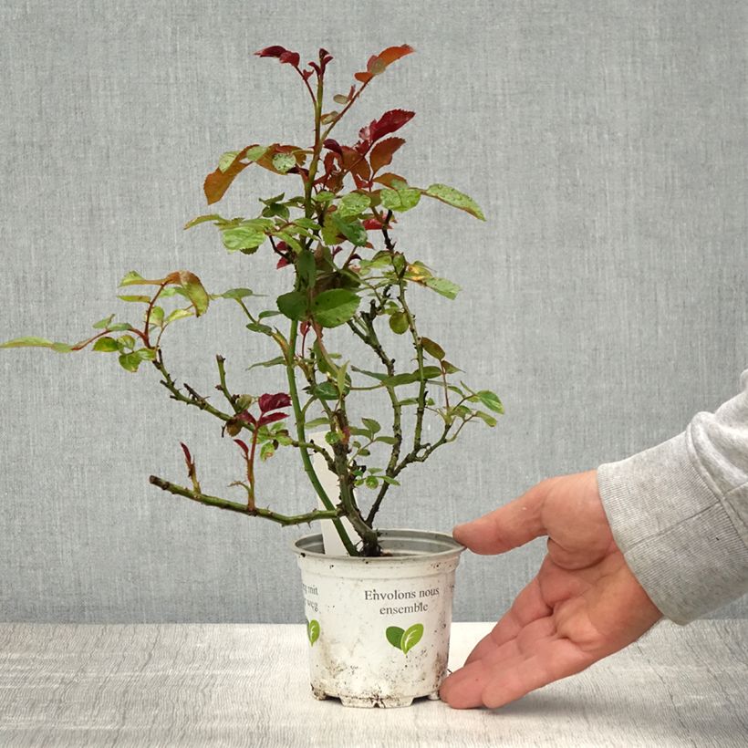 Rosa rampicante Cocktail Vaso da Ø 10 cm/11 cm esemplare consegnato in primavera