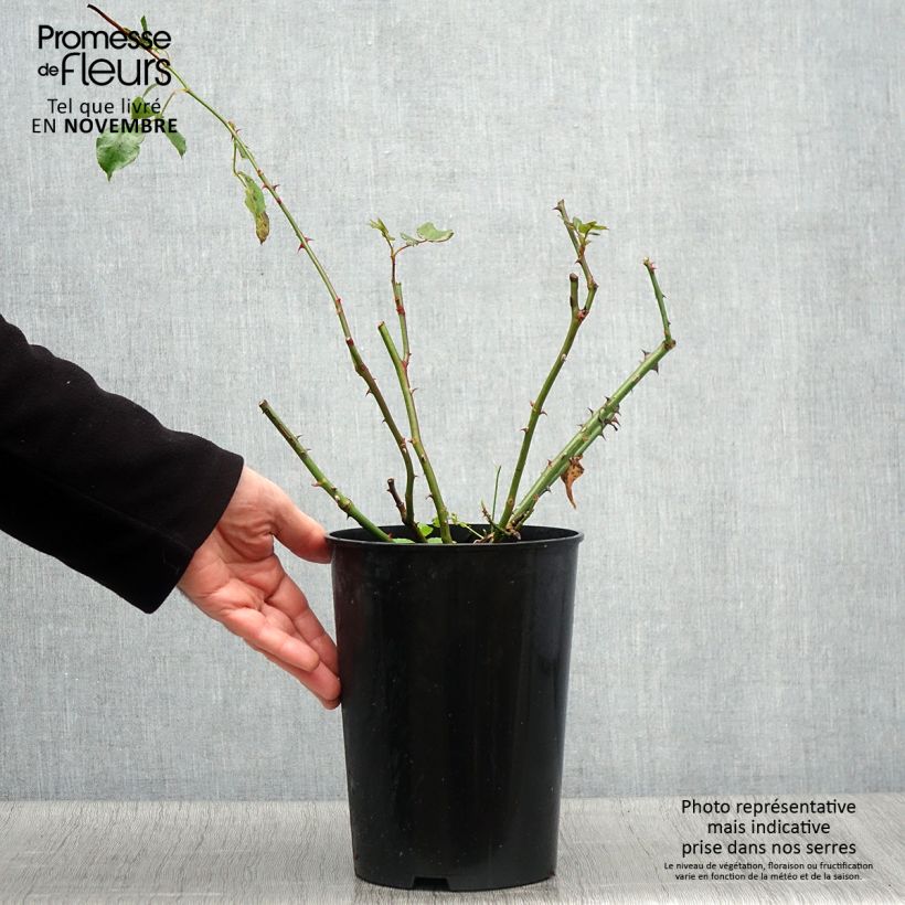Esemplare di Rosa rampicante Coral Dawn Vaso da 4L/5L come consegnato in autunno
