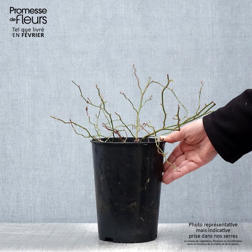 Rosa rampicante Crimson Shower Vaso da 3L/4L esemplare consegnato in inverno