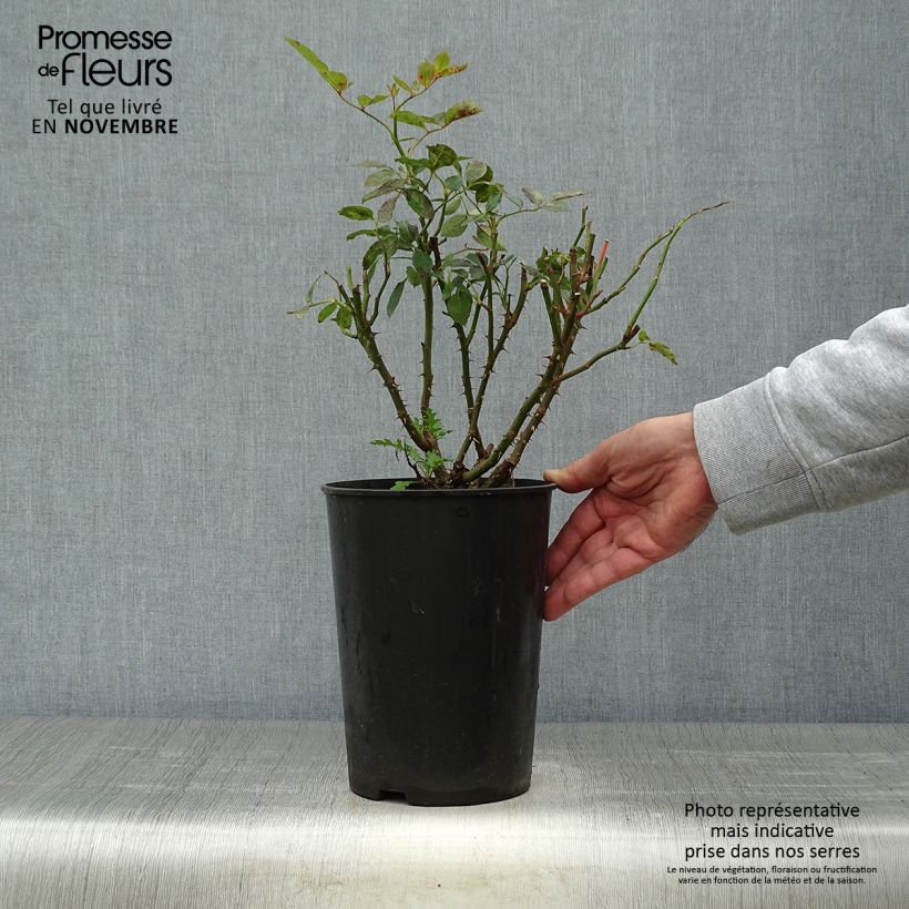 Esemplare di Rosa rampicante Cyclamen Pierre de Ronsard Vaso da 4L/5L come consegnato in autunno