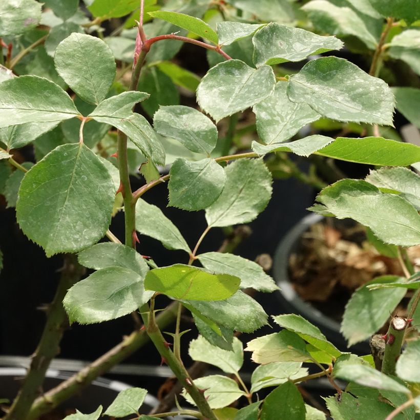 Rosa rampicante Dentelle de Malines lenfiro (Fogliame)