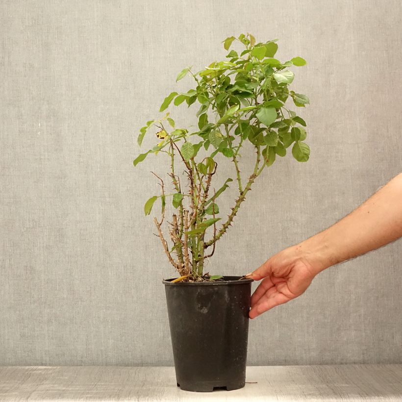 Esemplare di Rosa Disting'O Orange - Rosa rampicante Vaso da 4L/5L consegnato in estate