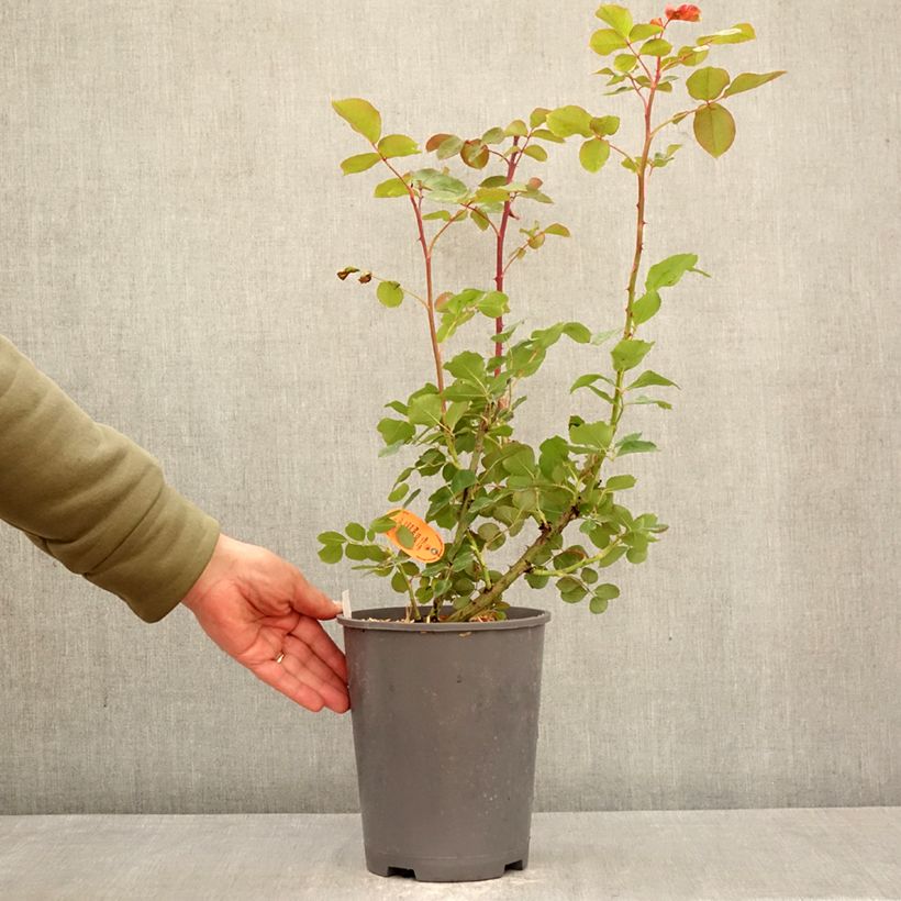 Rosa rampicante Edith Piaf Vaso da 4L/5L esemplare consegnato in primavera