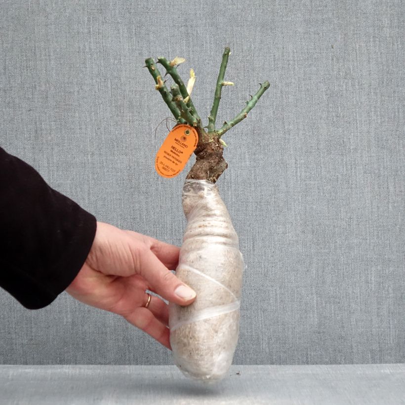 Rosa rampicante Edith Piaf Zolla a radice nuda esemplare consegnato in inverno