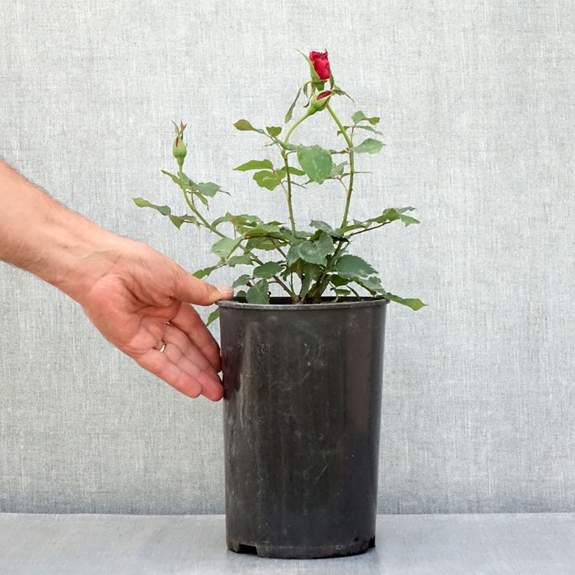 Esemplare di Rosa rampicante Etoile de Hollande Vaso da 4L/5L consegnato in estate