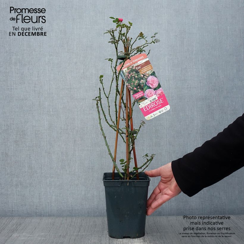 Esemplare di Rosa rampicante Starlet Rose Eva Vaso da 4L/5L come consegnato in autunno