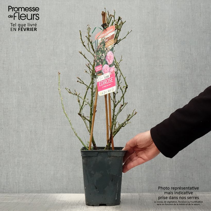 Rosa rampicante Starlet Rose Eva Vaso da 4L/5L esemplare consegnato in inverno
