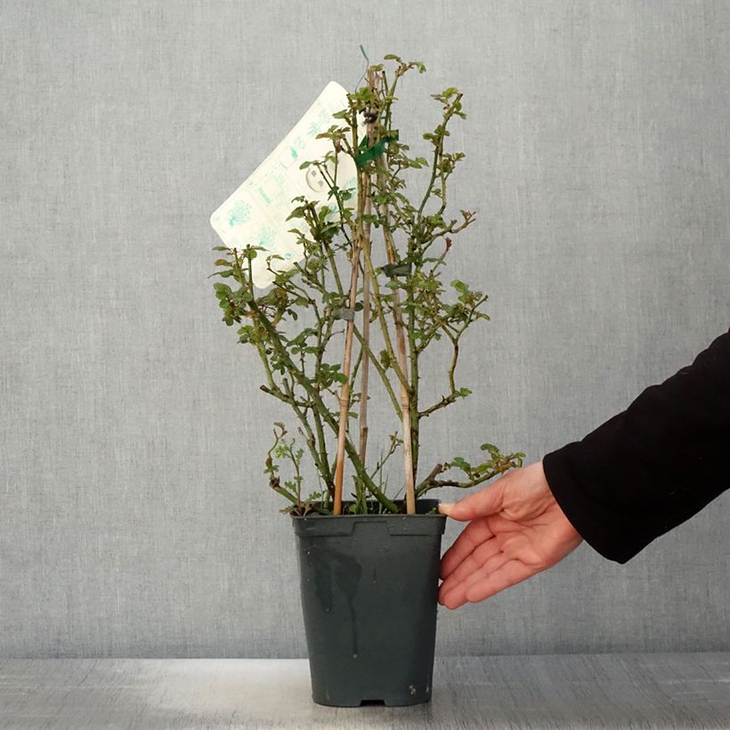 Rosa rampicante Starlet Rose Eva Vaso da 4L/5L esemplare consegnato in primavera