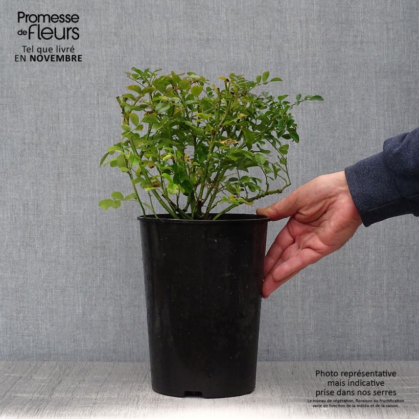 Esemplare di Rosa wichuraiana Excelsa - Rosa rampicante Vaso da 4L/5L come consegnato in autunno