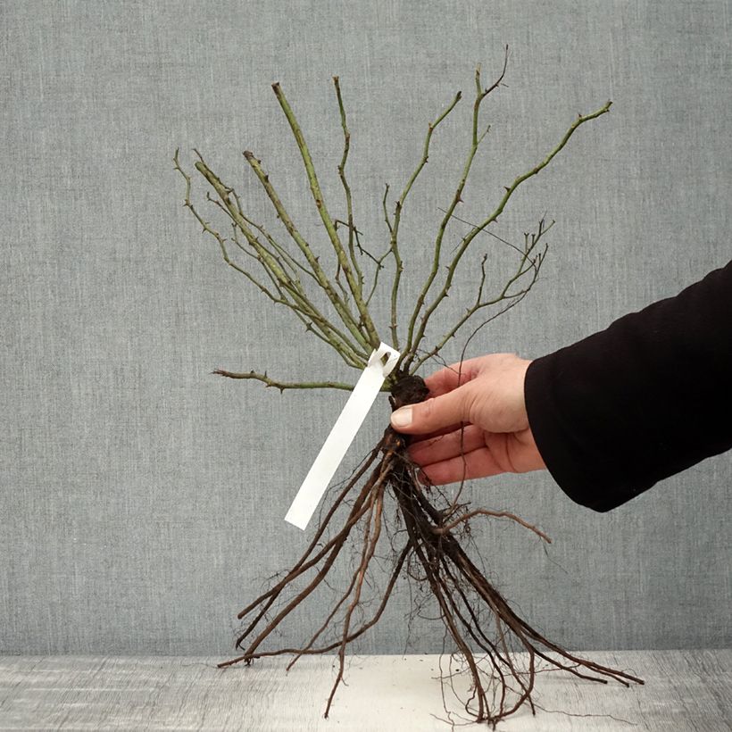 Rosa wichuraiana Excelsa - Rosa rampicante Piante piccole a radice nuda esemplare consegnato in inverno