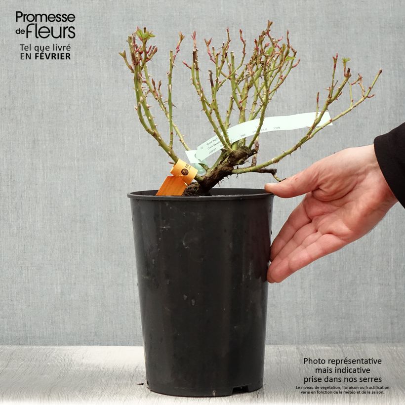 Rosa rampicante Eyeconic Vaso da 4L/5L esemplare consegnato in inverno