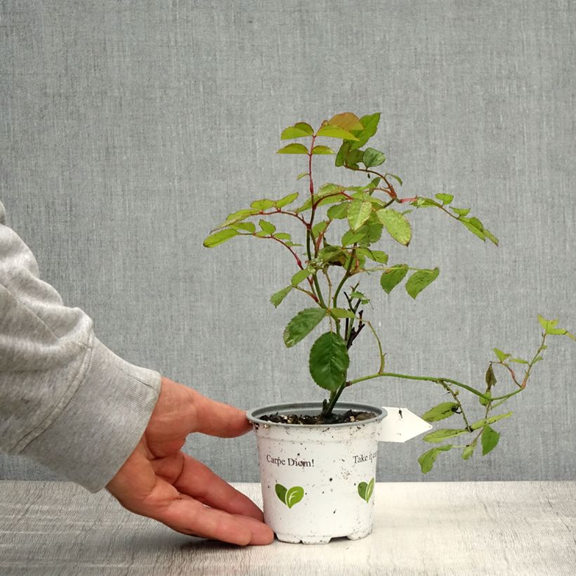 Rosa rampicante Florentina Vaso da Ø 10 cm/11 cm esemplare consegnato in primavera