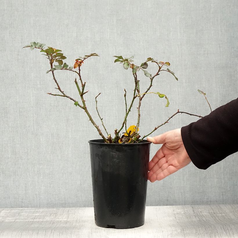 Esemplare di Rosa rampicante Florentina Vaso da 4L/5L come consegnato in autunno