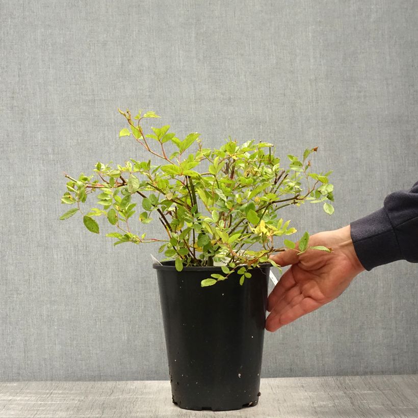 Rosa rampicante Frau Eva Schubert Vaso da 4L/5L esemplare consegnato in primavera